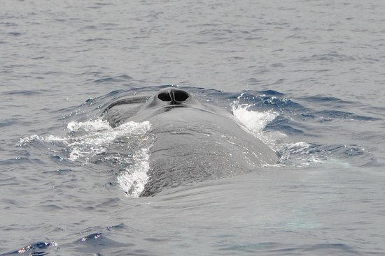 cw-azores