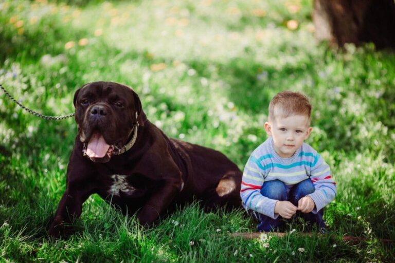 sympathetic-boy-sitting-near-dog-park_8353-7868-860x573