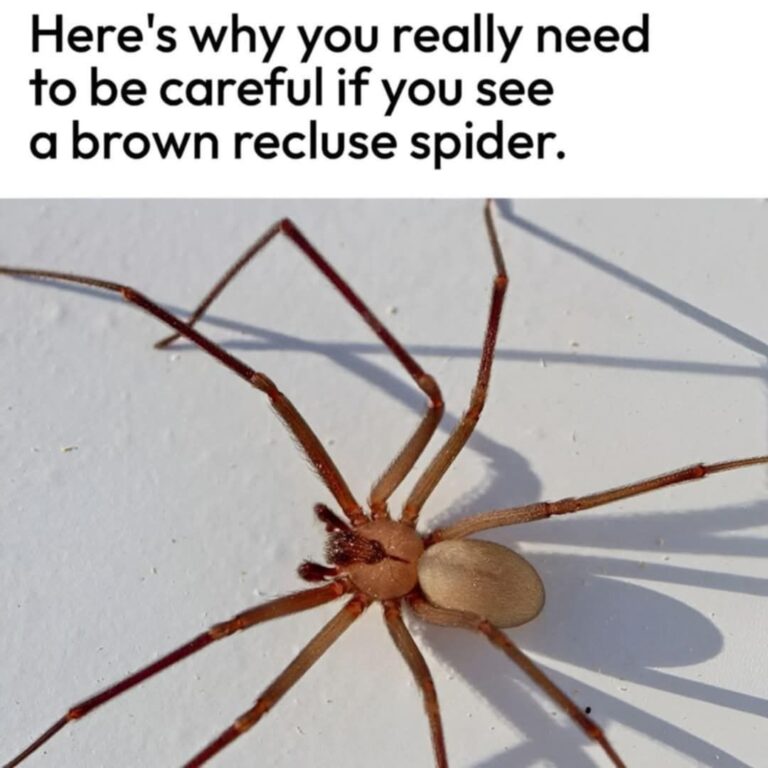 515042859_122142007118762766_6925256121817477081_n